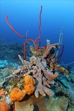 Coral reef with row pore sponge (Aplysina cauliformis) above