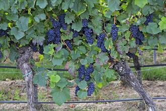 Grape vine (Vitis vinifera)