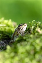 Green frog (Rana esculenta)