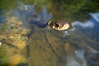 Barred grass snake (Natrix helvetica)