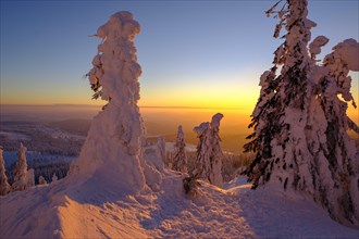 Sunset with snow-covered spruces
