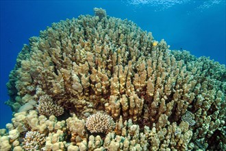 Large colony of Dome corals (Porites nodifera)