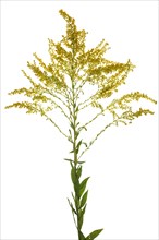 Canada goldenrod (Solidago canadensis) on white ground