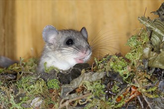 Edible dormouse (Glis glis) in a nesting box as a summer roost