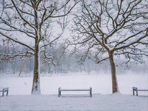 Snowy winter morning in the city park with a bench in the snow between two bare trees. Calm seasonal scene