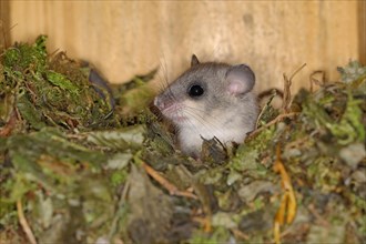 Edible dormouse (Glis glis) in a nesting box as a summer roost