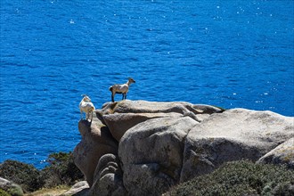 Domestic Goats (Capra aegagrus hircus) standing on a boulder at Capo Testa