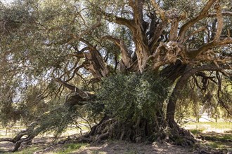 4000-year-old olive tree (Olga europaea) Santo Baltolu di Carina near Lauras at Lago di Liscia
