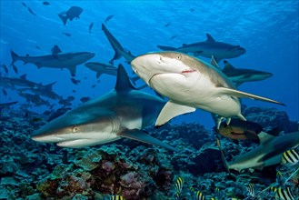 Grey reef shark (Carcharhinus amblyrhynchos) on the left