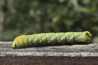 Caterpillar of the Death's head hawkmoth (Acherontia atropos)