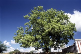Neem Tree: Azadirachta Indica a.juss
