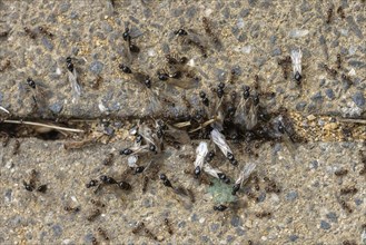Ants swarm out of the burrow for the nuptial flight