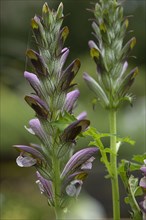 Inflorescence of long leaved bear's breech (Acanthus hungaricus)