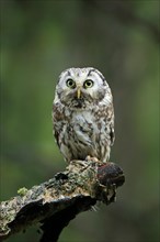 Tengmalm's owl (Aegolius funereus)