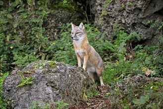 Corsac fox (Vulpes corsac)