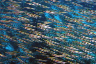 swarm of fish of Coral shrimpfishes (Centriscus scutatus)