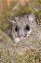 Edible dormouse (Glis glis) in a nesting box as a summer roost