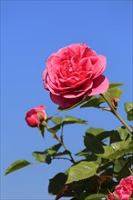Rose (Rosa)