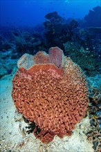 Barrel sponge (Xestospongia testudinaria)