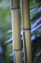 Bamboo (Phyllostachis) Bad Fuessing