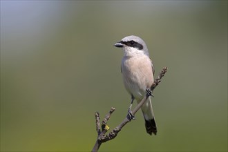 Red-backed Shrike (Canius collurio) male on perch