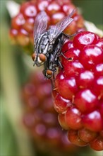 Blow flies (Calliphoridae) on blackberry
