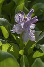 Inflorescence of a water hyacinth (Pontederia crassipes)