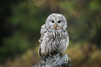 Ural owl (Strix uralensis)