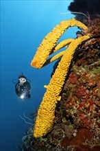 Diver looking at large yellow green candle sponge (Aplysina fistularis) on coral reef wall