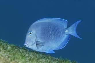 Blue tang (Acanthurus coeruleus) swimming over seagrass meadow