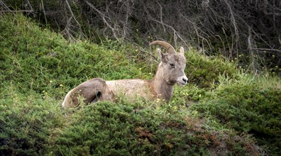 Bighorn sheep (Ovis canadensis) sitting in the grass