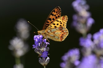 Queen of Spain fritillary (Issoria lathonia) on a lavender flower