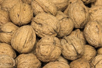 Persian walnut (Juglans regia)