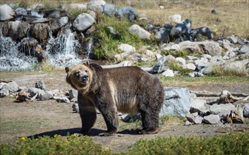 Grizzly bear (Ursus arctos horribilis) in front of a stream with waterfall