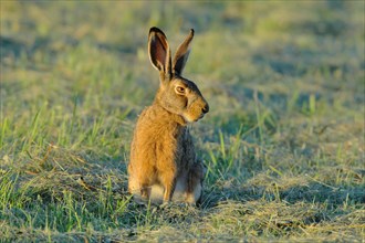 European hare (Lepus europaeus) sitting in a meadow