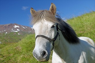 Icelandic horse with fencing
