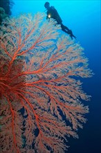 Red knotted fan coral (Melithaea ochracea) on steep wall of coral reef