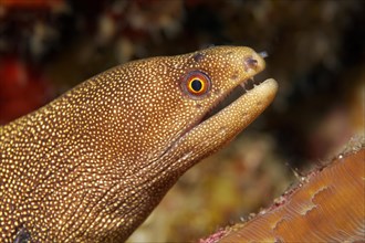 Golden-tailed moray eel (Gymnothorax miliaris)