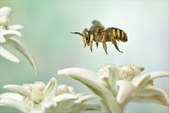 European wool carder bee (Anthidium manicatum) in flight at the flower of the Alpine Edelweiss (Leontopodium nivale)
