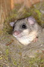 Edible dormouse (Glis glis) in a nesting box as a summer roost