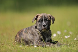 Cane Corso Boxer mix Domestic dog (Canis lupus familiaris)
