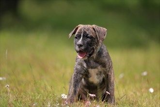 Cane Corso Boxer mix Domestic dog (Canis lupus familiaris)