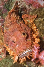 Tassled Scorpionfish (Scorpaenopsis barbata)