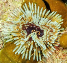 Indo-Pacific Indian Feather Duster Worm (Sabellastarte spectabilis)