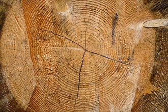 Tree slice with cracks in the wood