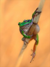 European tree frog (Hyla arborea) hanging from a reed