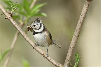 Crested tit (Parus cristatus) with food