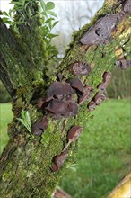 Judas ear (Auricularia auricula-judae) Mushrooms on old elder (Sambucus) trunk Allgaeu