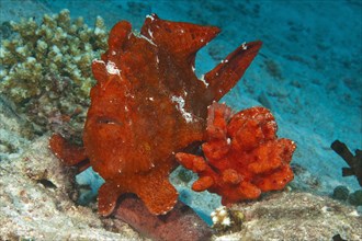 Giant frogfish (Antennarius commersoni) camouflages itself like red Sponge (Porifera) right