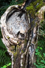 Face-like growth on an old trunk of a crab apple (Malus sylvestris) tree